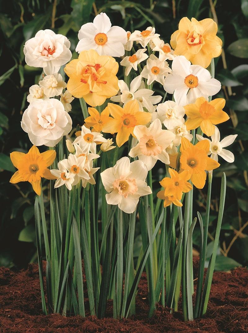 Daffodil, Mixture, 'botanical Mbulbs Iniature', Mix Of All Mbulbs Iniature Daffodils - View 21 from www redcrocus com