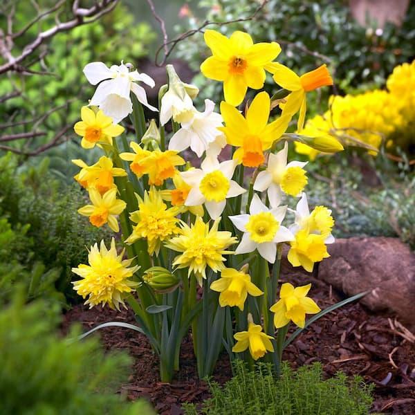 Daffodil, Mixture, 'botanical Mbulbs Iniature', Mix Of All Mbulbs Iniature Daffodils - View 23 from www redcrocus com