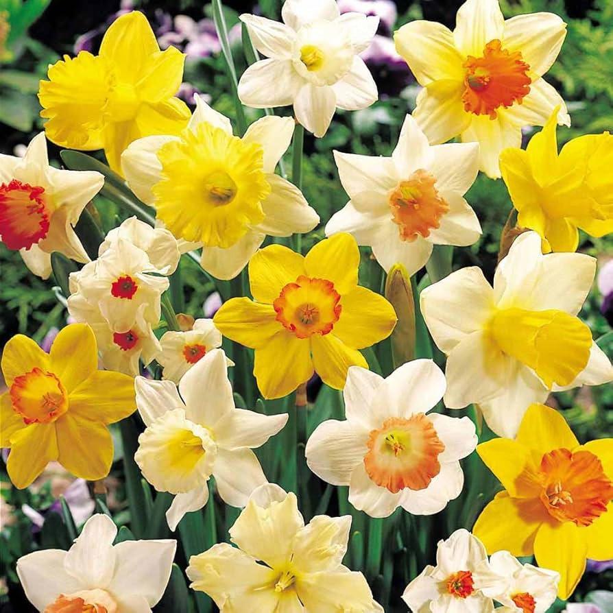 Daffodil, Mixture, 'botanical Mbulbs Iniature', Mix Of All Mbulbs Iniature Daffodils - View 25 from www redcrocus com