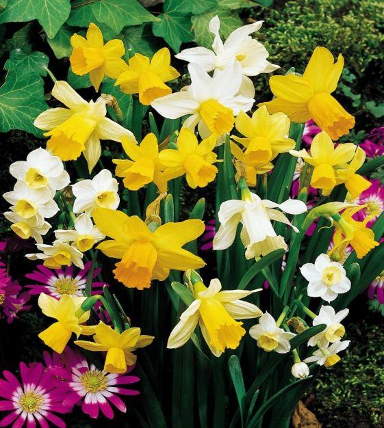 Daffodil, Mixture, 'botanical Mbulbs Iniature', Mix Of All Mbulbs Iniature Daffodils - View 27 from www redcrocus com