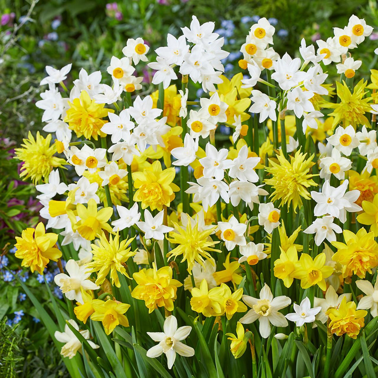 Daffodil, Mixture, 'botanical Mbulbs Iniature', Mix Of All Mbulbs Iniature Daffodils - View 30 from www redcrocus com