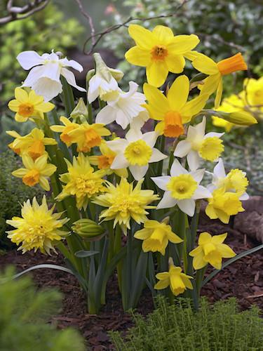 Daffodil, Mixture, 'botanical Mbulbs Iniature', Mix Of All Mbulbs Iniature Daffodils - View 31 from www redcrocus com