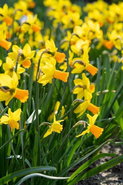 Daffodil, Mixture, 'botanical Mbulbs Iniature', Mix Of All Mbulbs Iniature Daffodils - View 4 from www redcrocus com