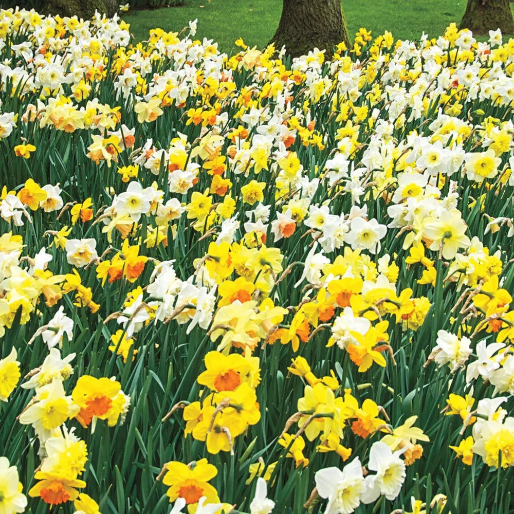 Daffodil, Mixture, 'botanical Mbulbs Iniature', Mix Of All Mbulbs Iniature Daffodils - View 6 from www redcrocus com