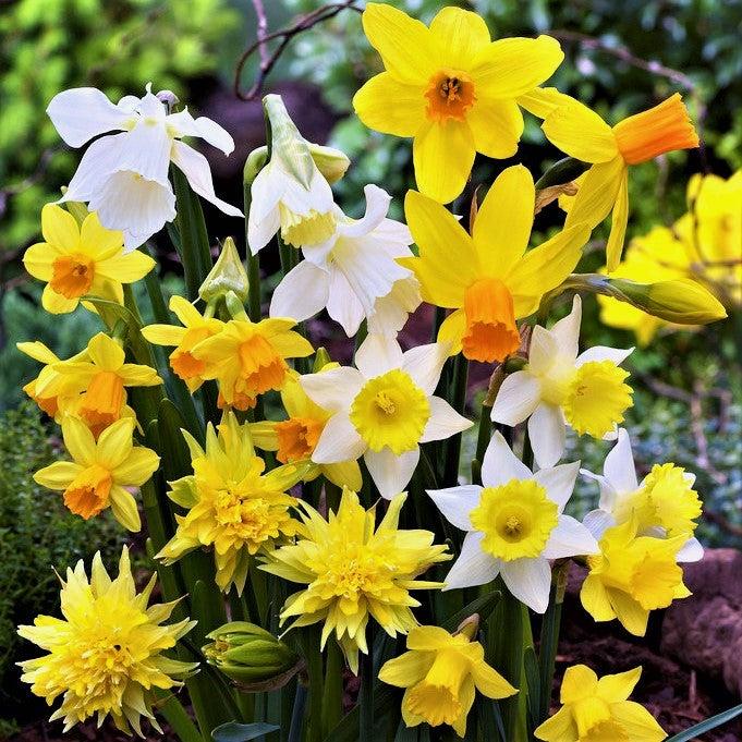 Daffodil, Mixture, 'botanical Mbulbs Iniature', Mix Of All Mbulbs Iniature Daffodils - View 7 from www redcrocus com