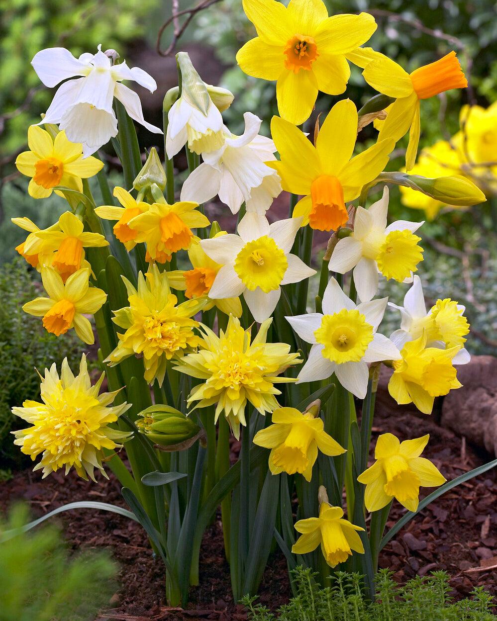 Daffodil, Mixture, 'botanical Mbulbs Iniature', Mix Of All Mbulbs Iniature Daffodils - View 9 from www redcrocus com