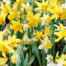 Daffodil Mixture-Mix of Yellow Daffodils-Perfect for Borders and Containers  75 in  Box
