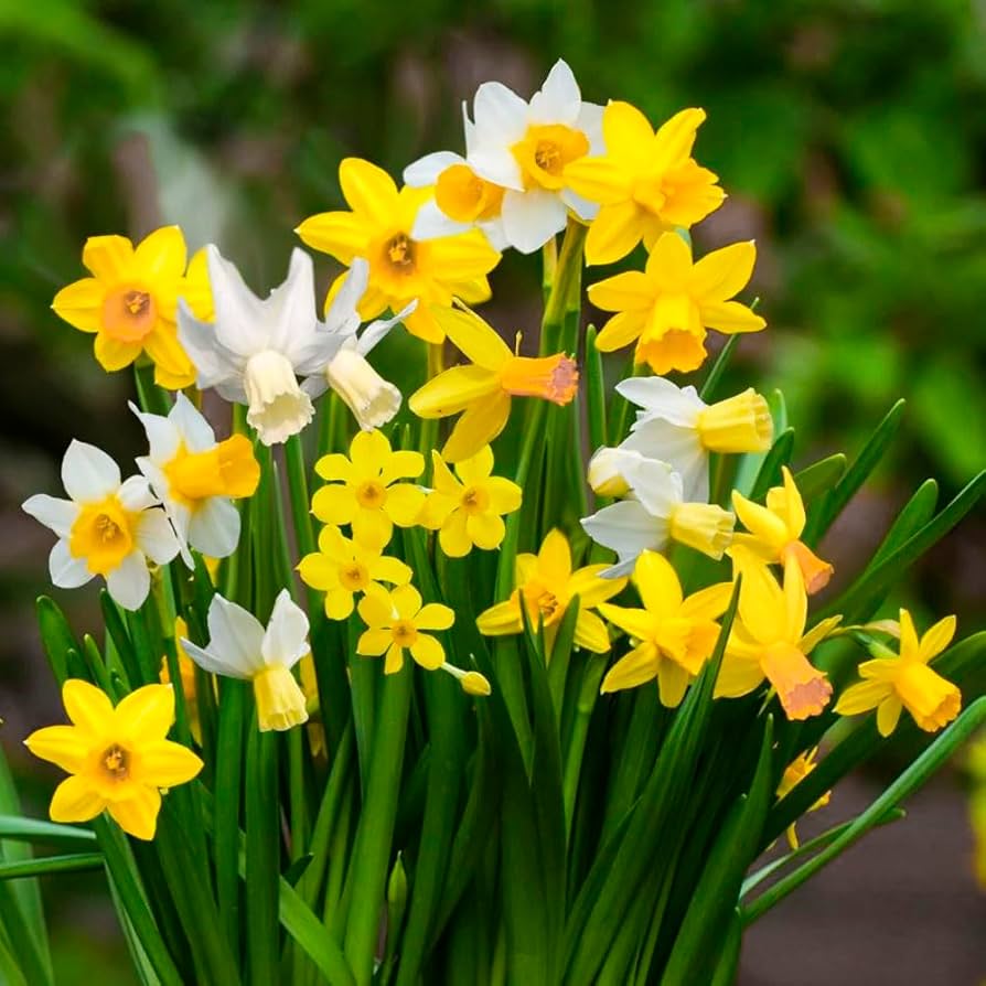 Fragrant Daffodil Mixture-Vibrant Spring Colors  75 in  Box
