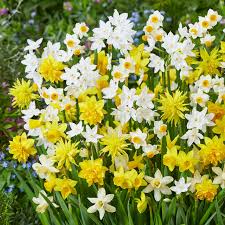 Fragrant Daffodil Mixture-Vibrant Spring Colors  75 in  Box