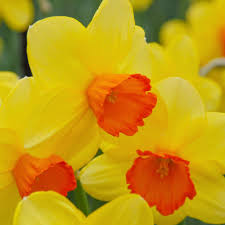 Fragrant Daffodil Mixture-Vibrant Spring Colors  75 in  Box