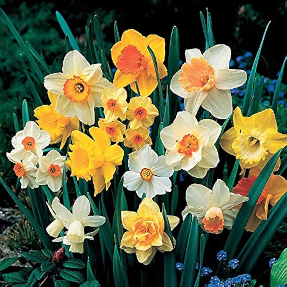Fragrant Daffodil Mixture-Vibrant Spring Colors  75 in  Box
