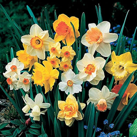 Fragrant Daffodil Mixture-Vibrant Spring Colors  75 in  Box