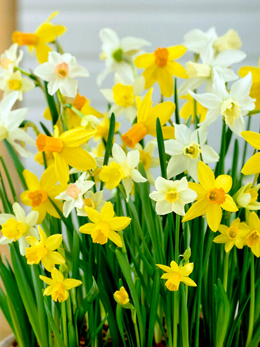Holland Mixture Daffodil-Elegant White Flowers  75 in  Box