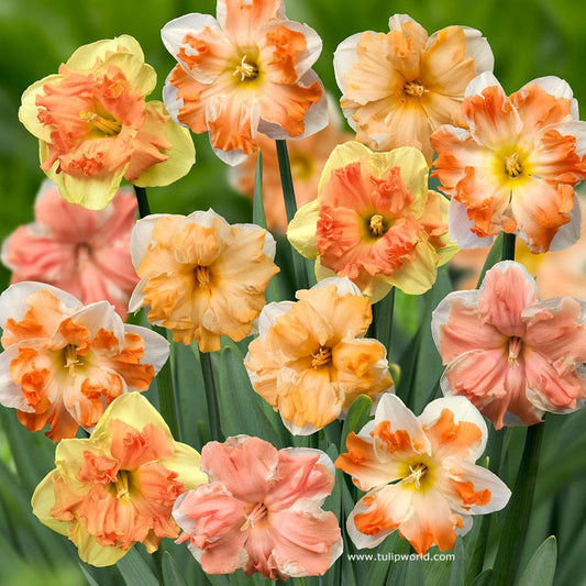Daffodil, Butterfly, 'butterfly Mixture' - View 1 from www redcrocus com