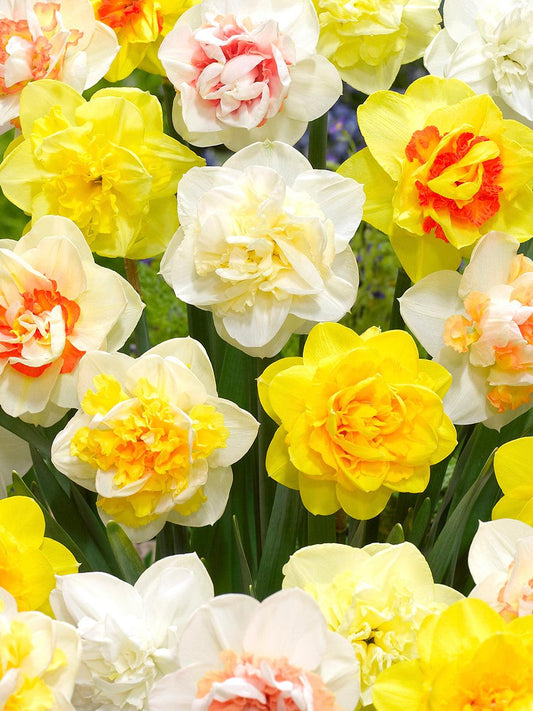 Daffodil, Mixture, Double Mix, All Colors Mix Of All Double Daffodils - View 1 from www redcrocus com