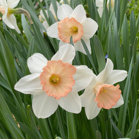 Daffodil, Large Cup, 'pink Pride', White With Pink Cup - View 1 from www redcrocus com