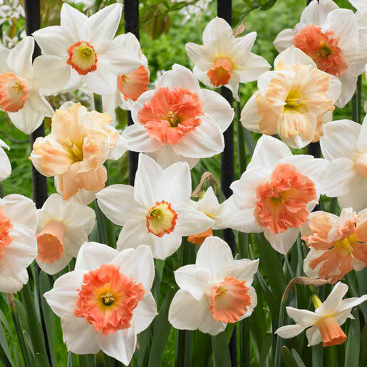 Daffodil-Rotterdam Mix-Beautiful White Blooms  75 in  Box