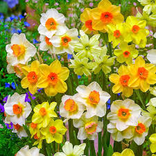 Daffodil-Rotterdam Mix-Beautiful White Blooms  75 in  Box