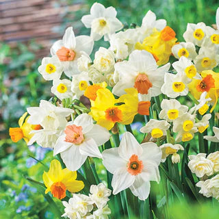 Daffodil-Rotterdam Mix-Beautiful White Blooms  75 in  Box