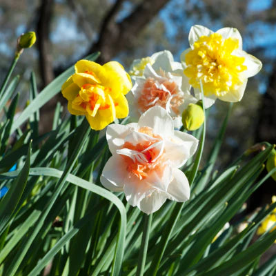 Daffodil-Rotterdam Mix-Beautiful White Blooms  75 in  Box