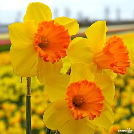 Daffodil-Rotterdam Mix-Beautiful White Blooms  75 in  Box