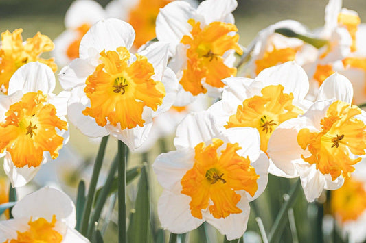 Daffodil, Butterfly, 'orangery', Golden Yellow Petals With Bright Orange Split Cup - View 1 from www redcrocus com