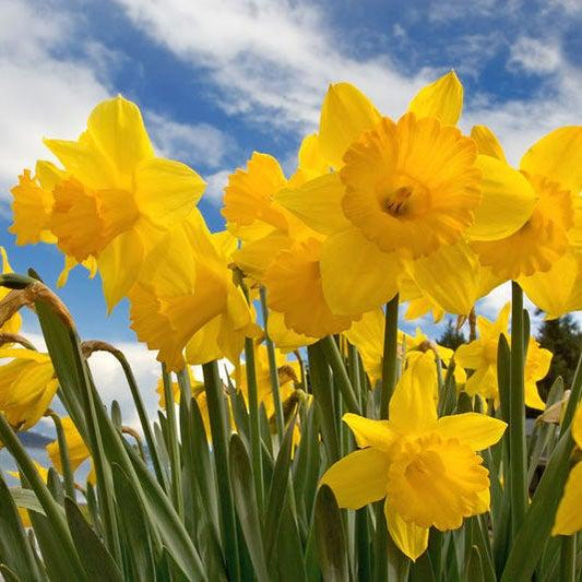 Daffodil, Trumpet, 'dutch Master', Golden Yellow - View 1 from www redcrocus com