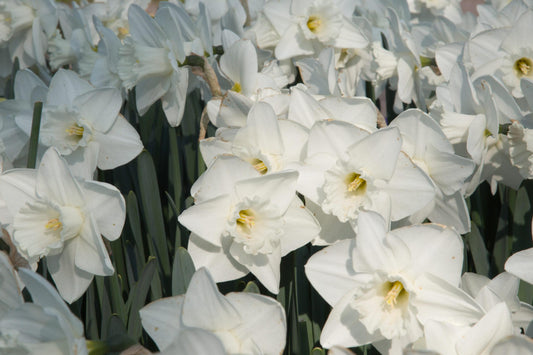 Daffodil, Trumpet, 'mount Hood', Pure White - View 1 from www redcrocus com