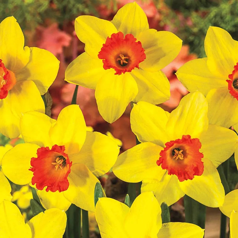 Daffodil, Small Cup, 'red Devon', Yellow With Orange Cup - View 17 from www redcrocus com