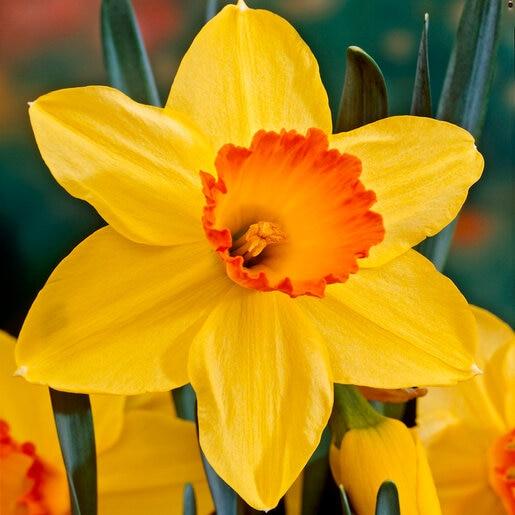 Daffodil, Small Cup, 'red Devon', Yellow With Orange Cup - View 1 from www redcrocus com