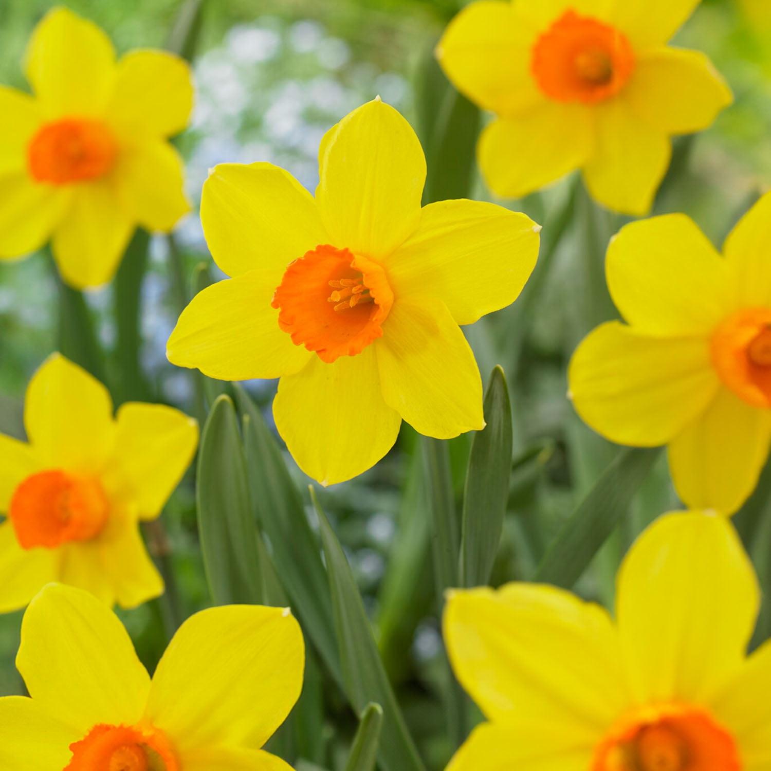 Daffodil, Small Cup, 'red Devon', Yellow With Orange Cup - View 22 from www redcrocus com
