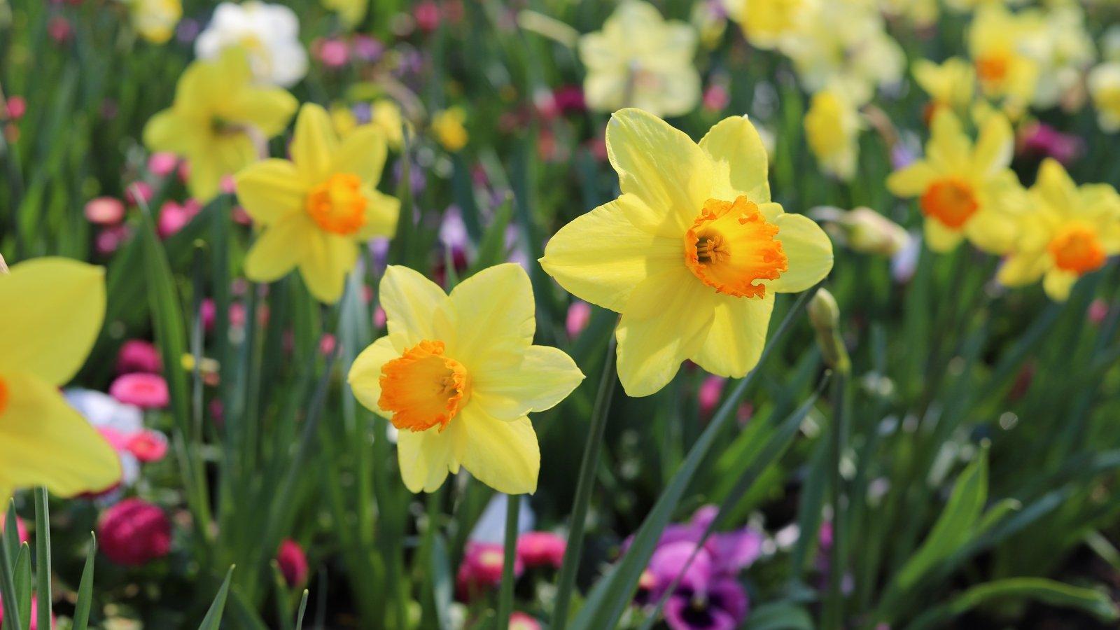 Daffodil, Small Cup, 'red Devon', Yellow With Orange Cup - View 26 from www redcrocus com
