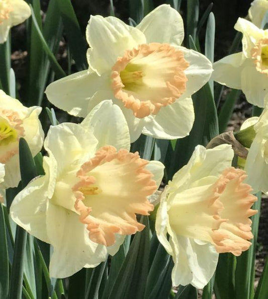Daffodil, Trumpet, 'british Gamble', Pure White With Coral Pink - View 10 from www redcrocus com