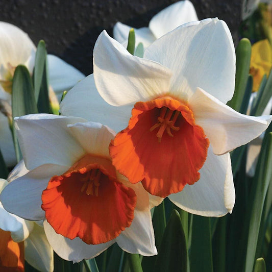 Daffodil-Chromacolor-White with Deep Reddish Pink Cup  bag of  50