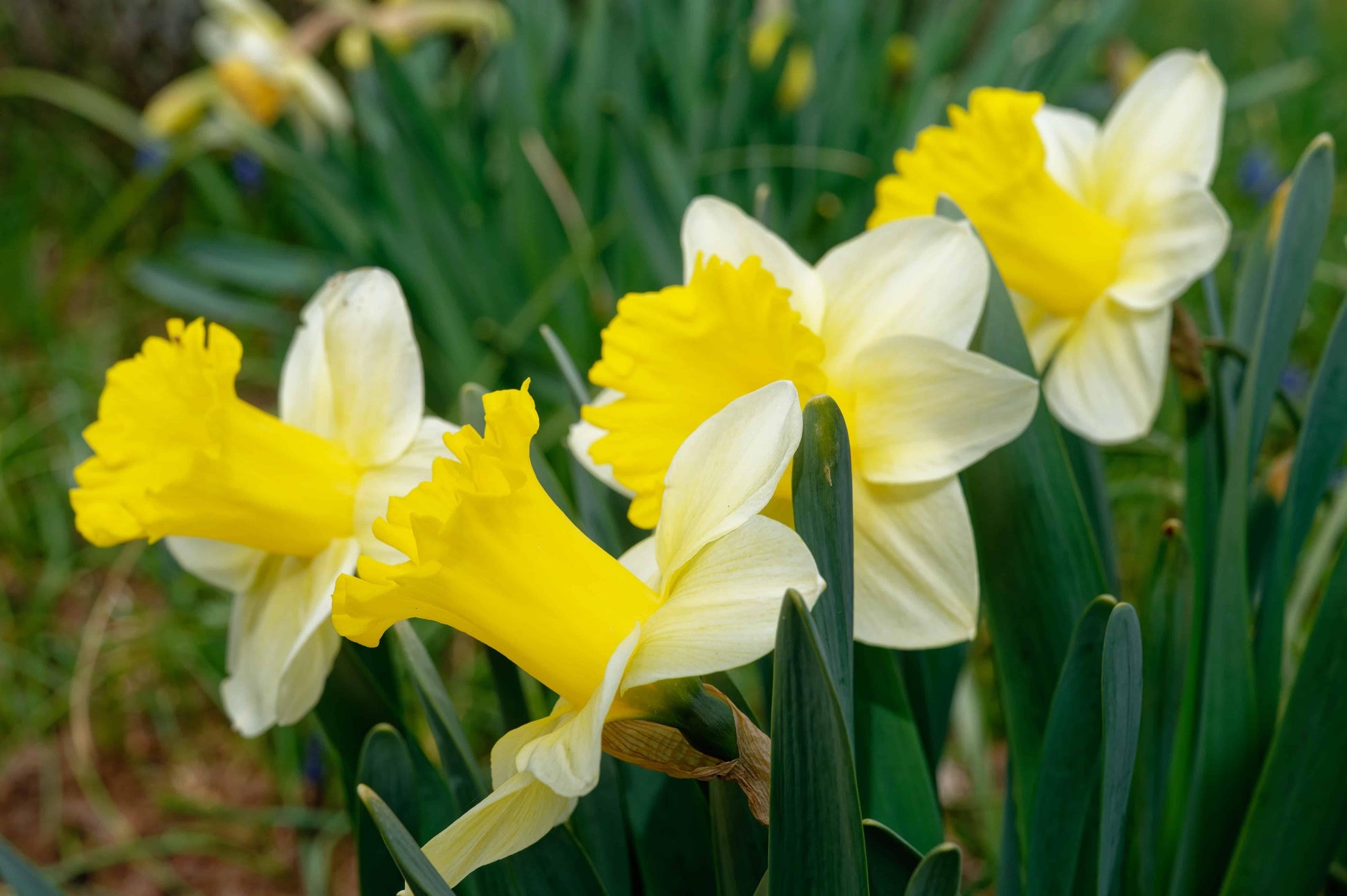 Daffodil, Trumpet, 'goblet', White With Bright Yellow Cup - View 16 from www redcrocus com