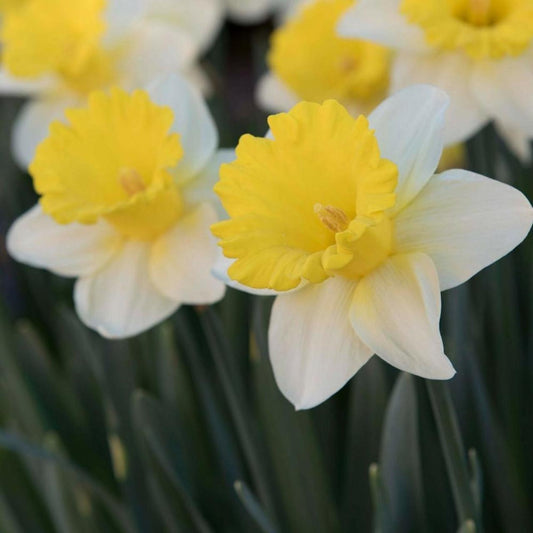 Daffodil, Trumpet, 'goblet', White With Bright Yellow Cup - View 1 from www redcrocus com