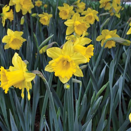 Daffodil, Trumpet, 'standard Value', Golden Yellow - View 15 from www redcrocus com