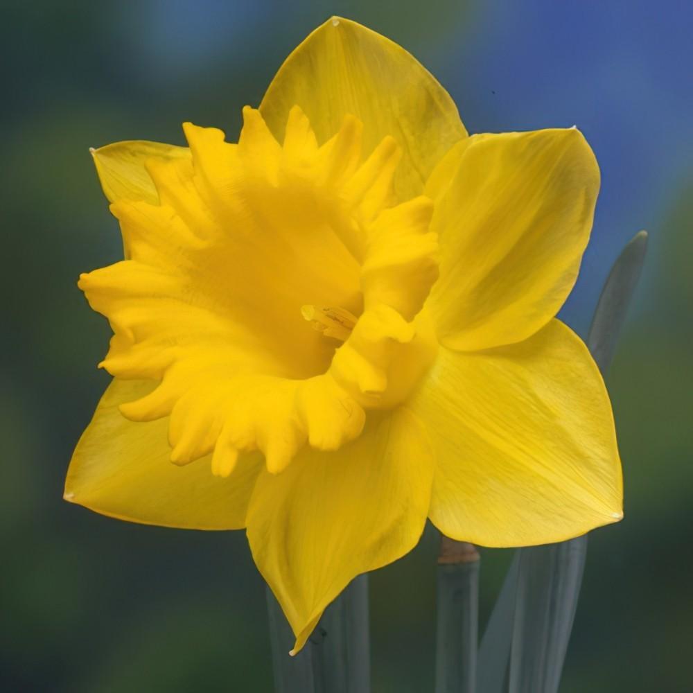 Daffodil, Trumpet, 'standard Value', Golden Yellow - View 17 from www redcrocus com