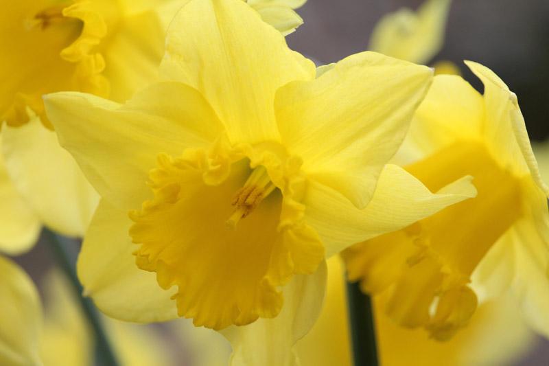 Daffodil, Trumpet, 'standard Value', Golden Yellow - View 18 from www redcrocus com