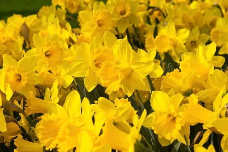 Daffodil, Trumpet, 'standard Value', Golden Yellow - View 19 from www redcrocus com
