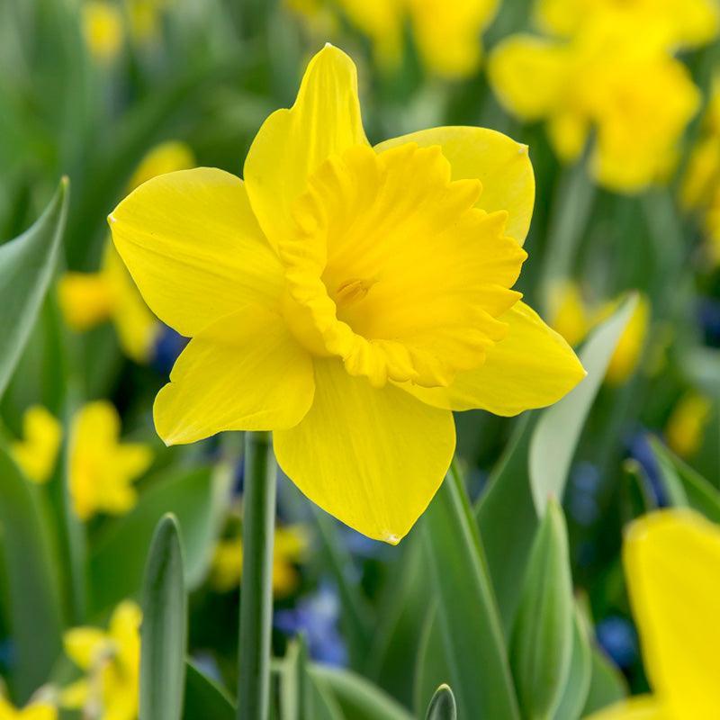 Daffodil, Trumpet, 'standard Value', Golden Yellow - View 1 from www redcrocus com