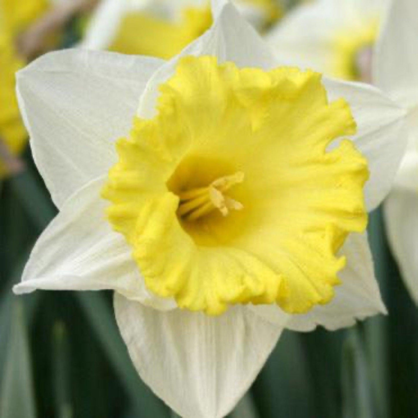Daffodil, Trumpet, 'standard Value', Golden Yellow - View 20 from www redcrocus com