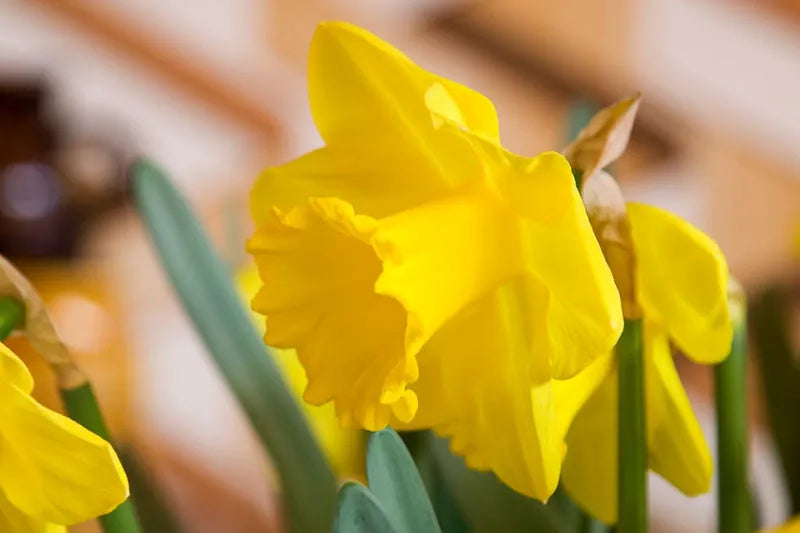 Daffodil, Trumpet, 'standard Value', Golden Yellow - View 2 from www redcrocus com