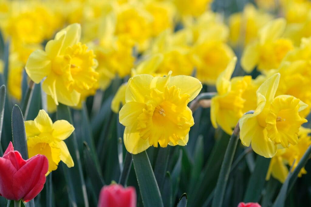 Daffodil, Trumpet, 'standard Value', Golden Yellow - View 6 from www redcrocus com