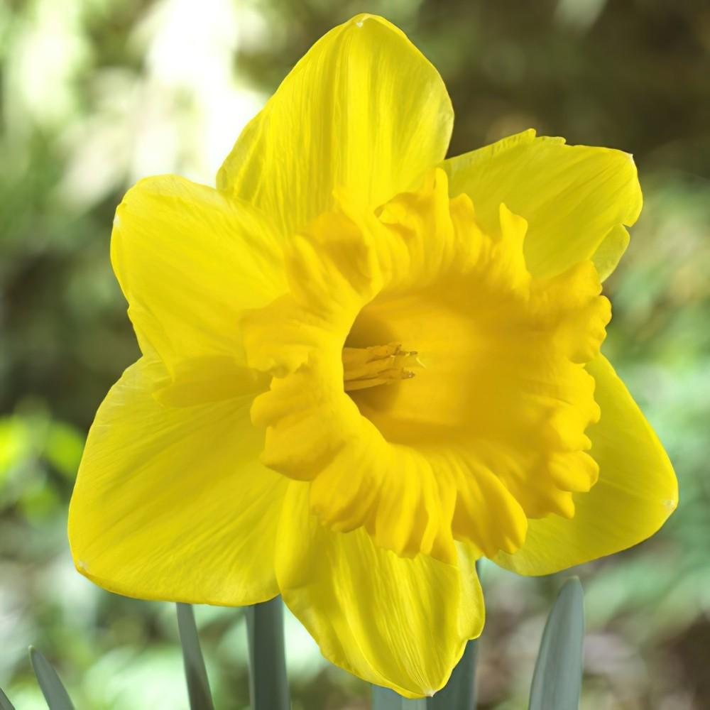 Daffodil, Trumpet, 'standard Value', Golden Yellow - View 8 from www redcrocus com