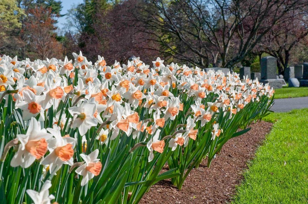Daffodil, Trumpet, 'accent', White With Salmon Cup - View 10 from www redcrocus com
