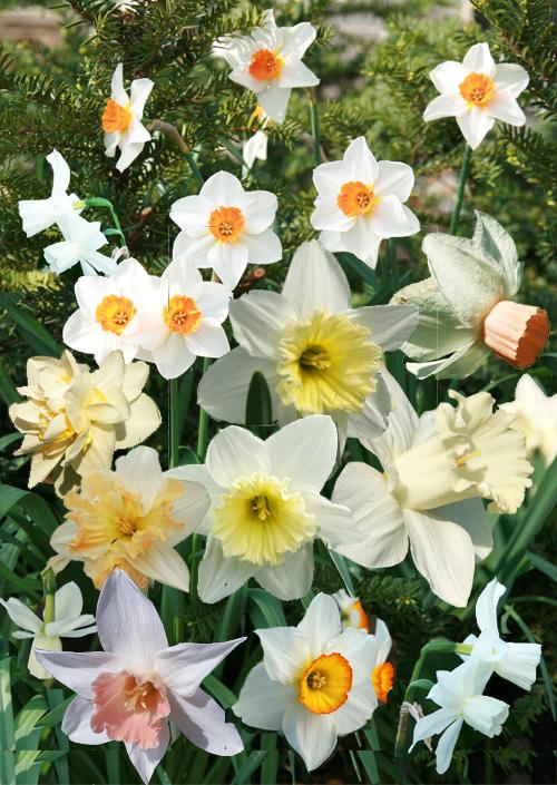 Daffodil, Trumpet, 'accent', White With Salmon Cup - View 11 from www redcrocus com