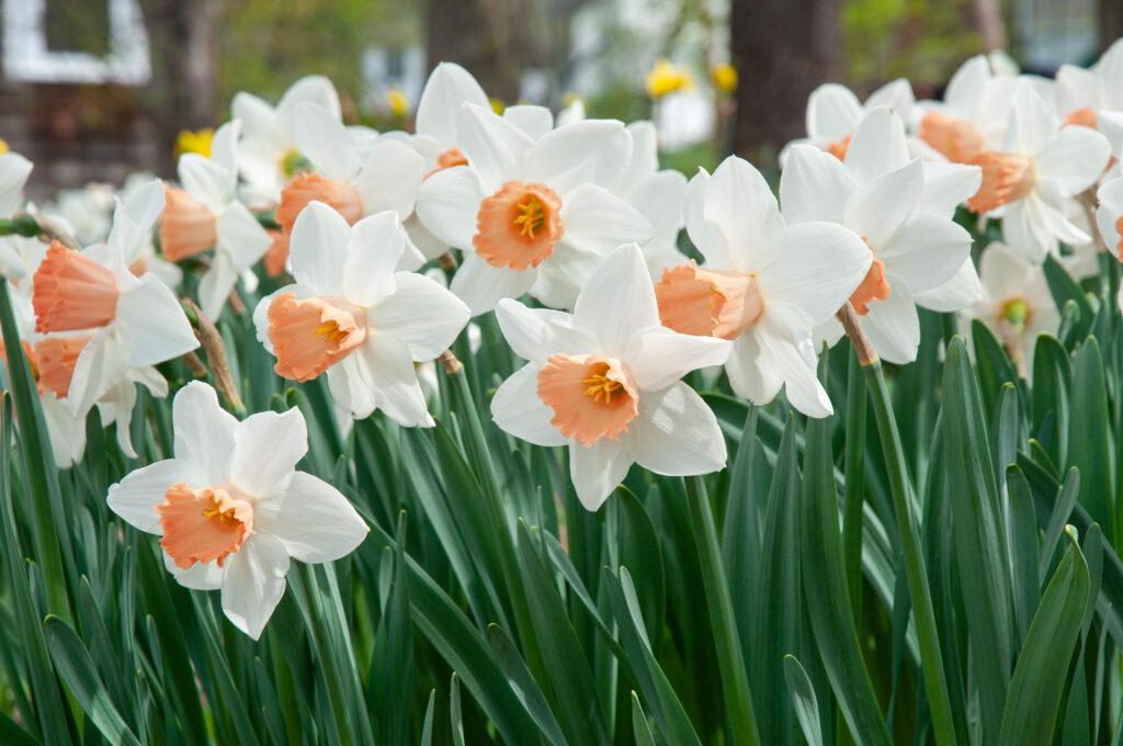 Daffodil, Trumpet, 'accent', White With Salmon Cup - View 14 from www redcrocus com