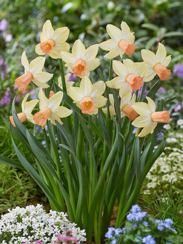 Daffodil, Trumpet, 'accent', White With Salmon Cup - View 15 from www redcrocus com
