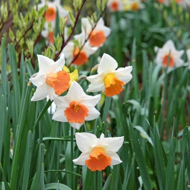 Daffodil, Trumpet, 'accent', White With Salmon Cup - View 16 from www redcrocus com